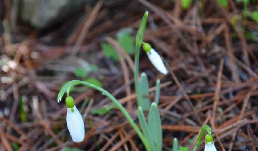 Bu çiçeği koparmanın bedeli dudak uçuklatıyor