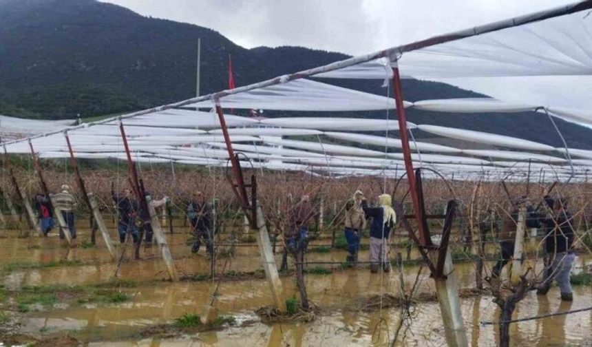 Göle dönen bağlarda budama mücadelesi