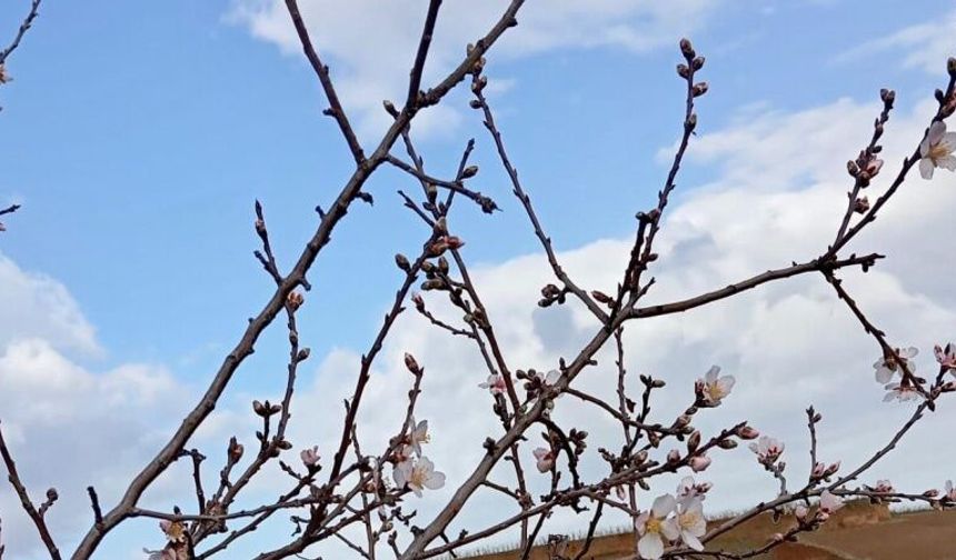 Sarıgöl’de badem ağaçları çiçek açtı