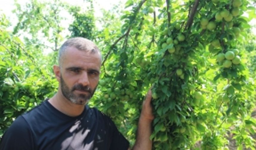 Turgutlu'nun Dumanlı Papaz Eriğinde hasat başladı