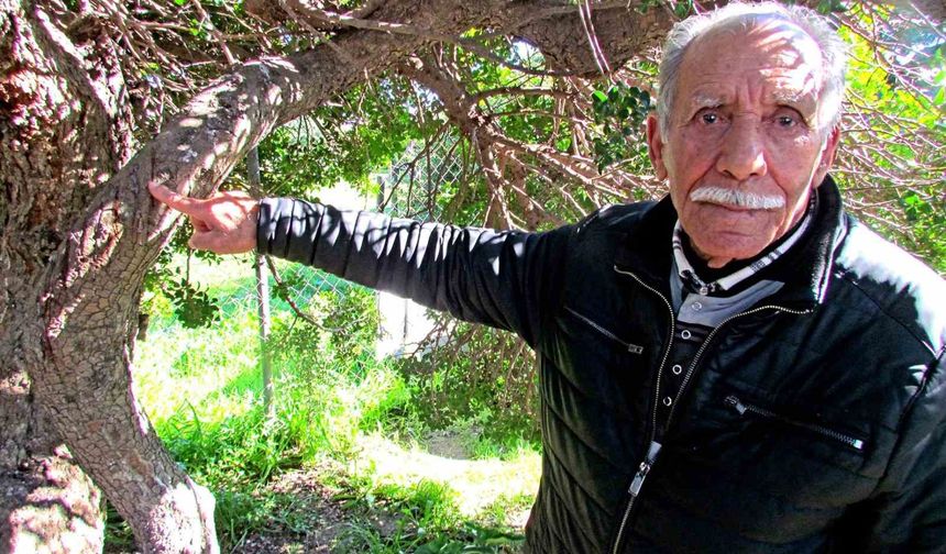 Alaçatı'da, sakızın 70 yıllık geçmişini anlattılar