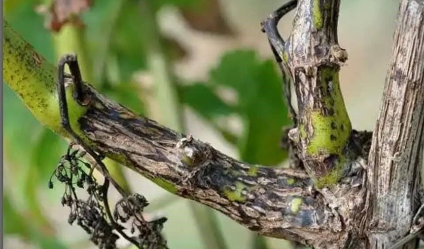 Manisa'da bağcılara 'Ölükol' uyarısı