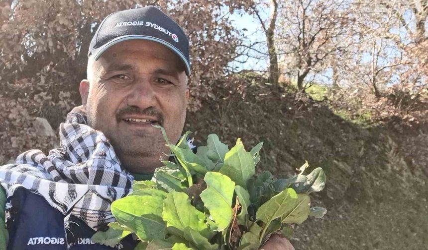 Sarıgöl'de baharın habercisi ekşi kulak tezgahlarda yerini aldı