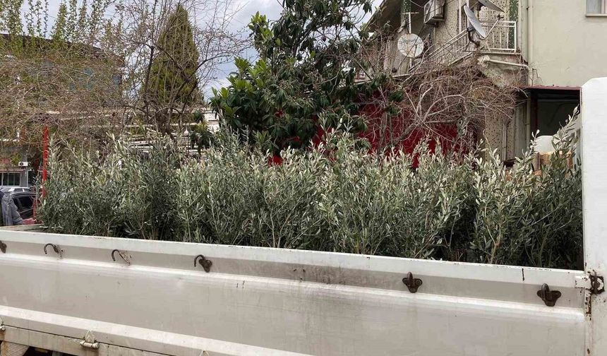 Sarıgöl'de Trilye zeytin fidanına yoğun ilgi