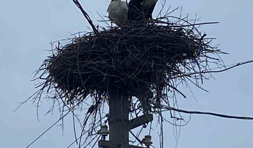 2 aşık leylek geleneği bozmadı