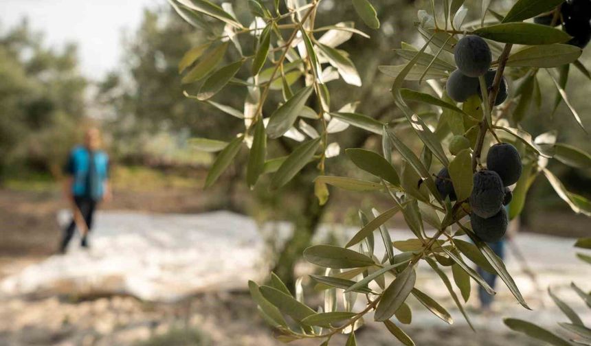 Akhisar'da zeytin için tarihi buluşma