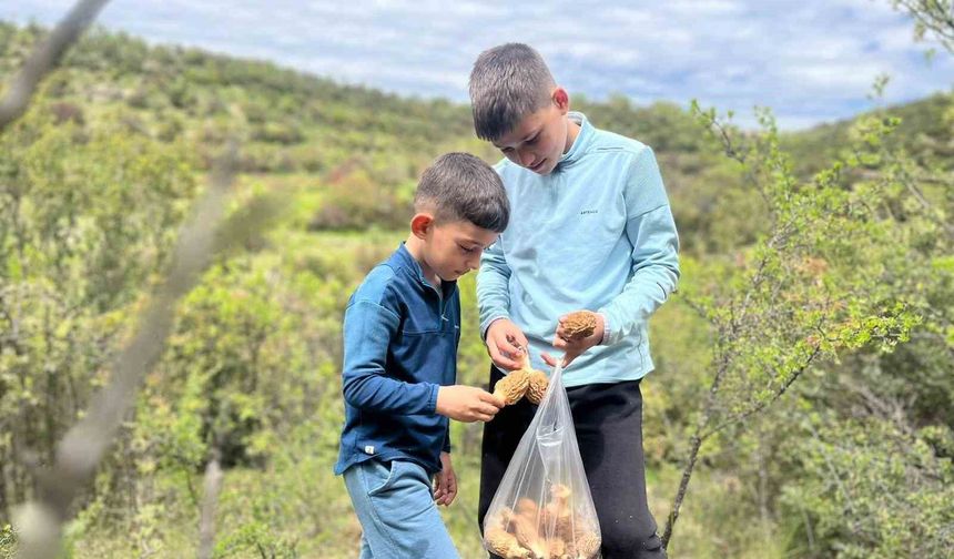 Demirci dağlarında 2 bin liralık kuzu göbeği mesaisi