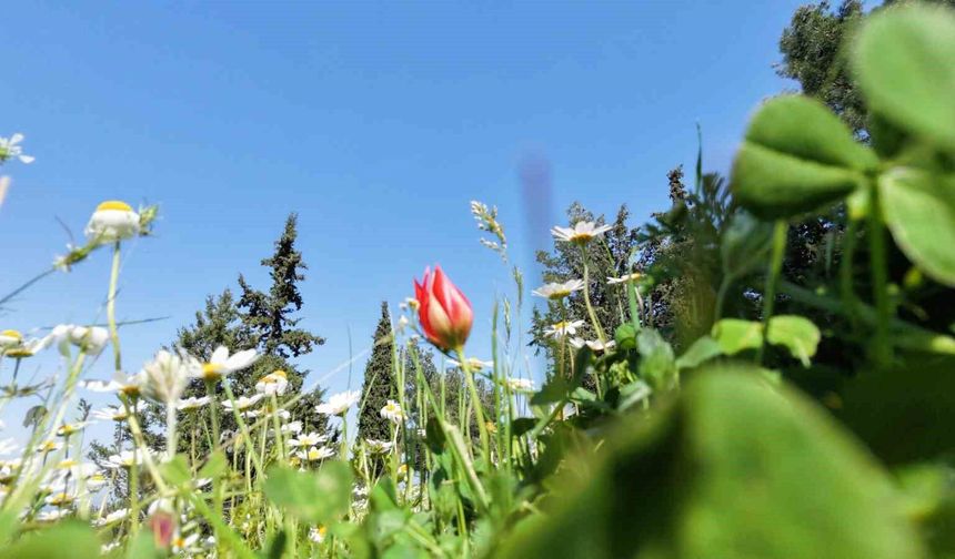 Ömrü 10 gün, koparmanın cezası araba parası