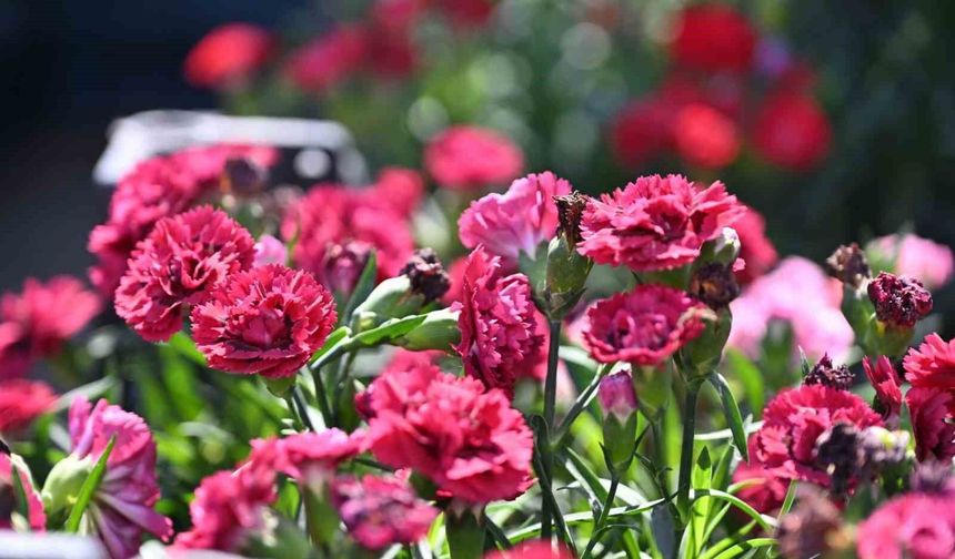 Manisa'da arife günü 20 bin çiçekli hizmet