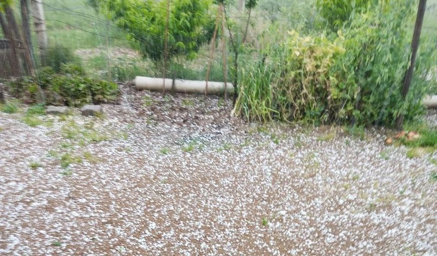 Sarıgöl'de bağlar dolu yağışıyla beyaza büründü