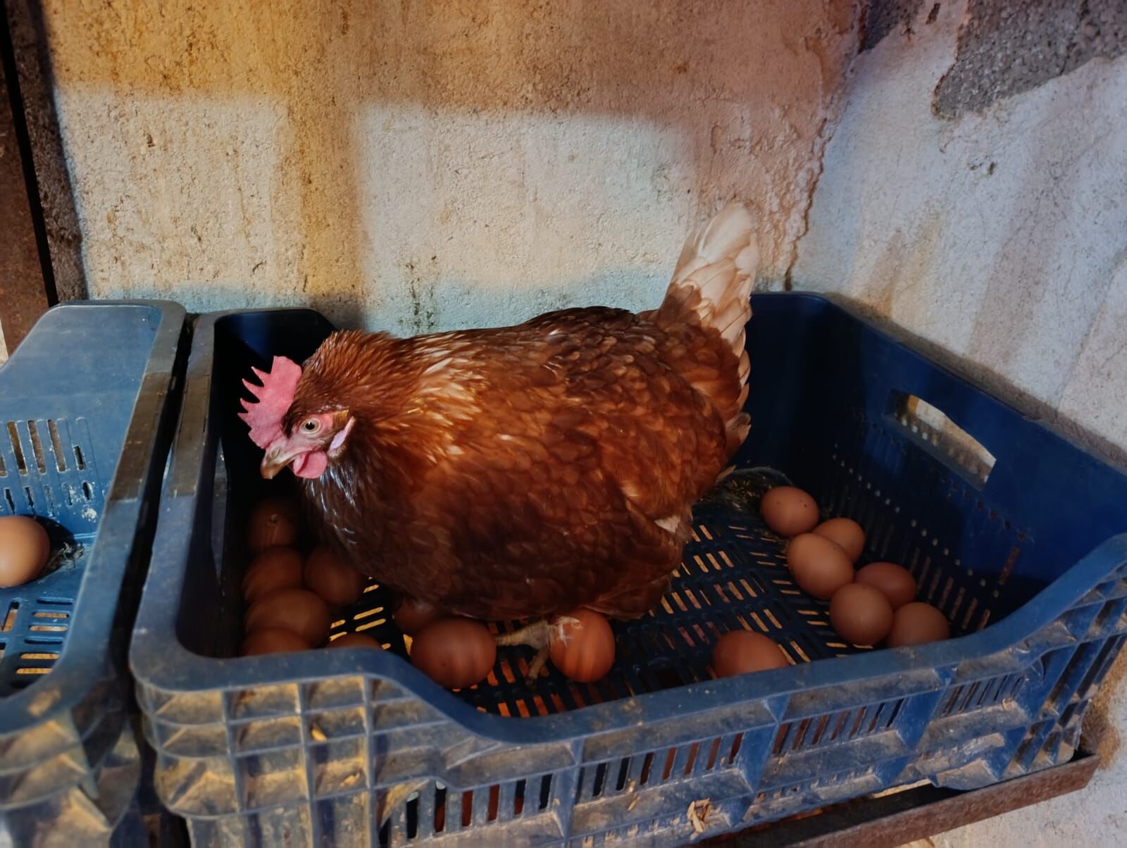 I M G 20260315 W A0019