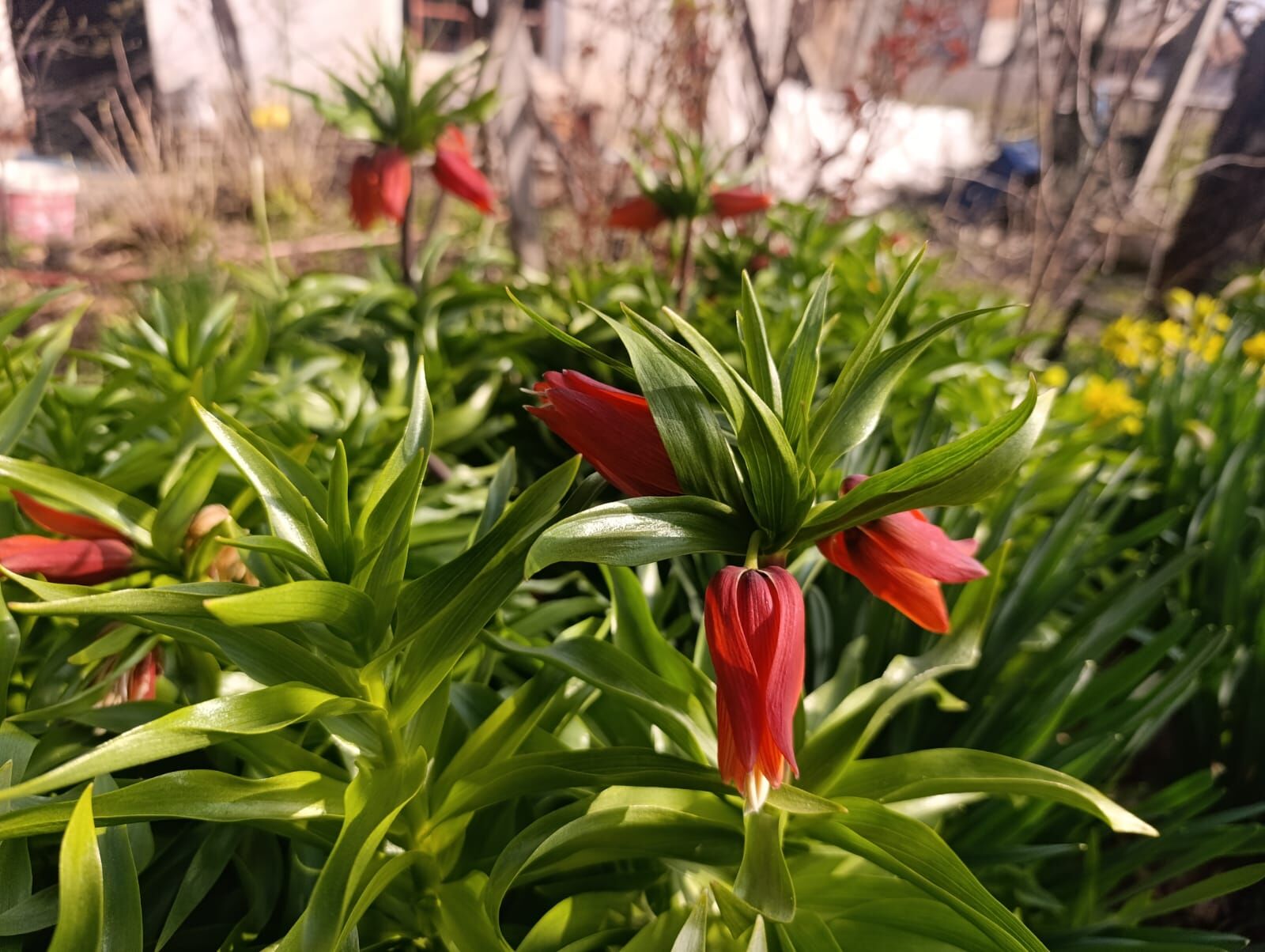 I M G 20260322 W A0041