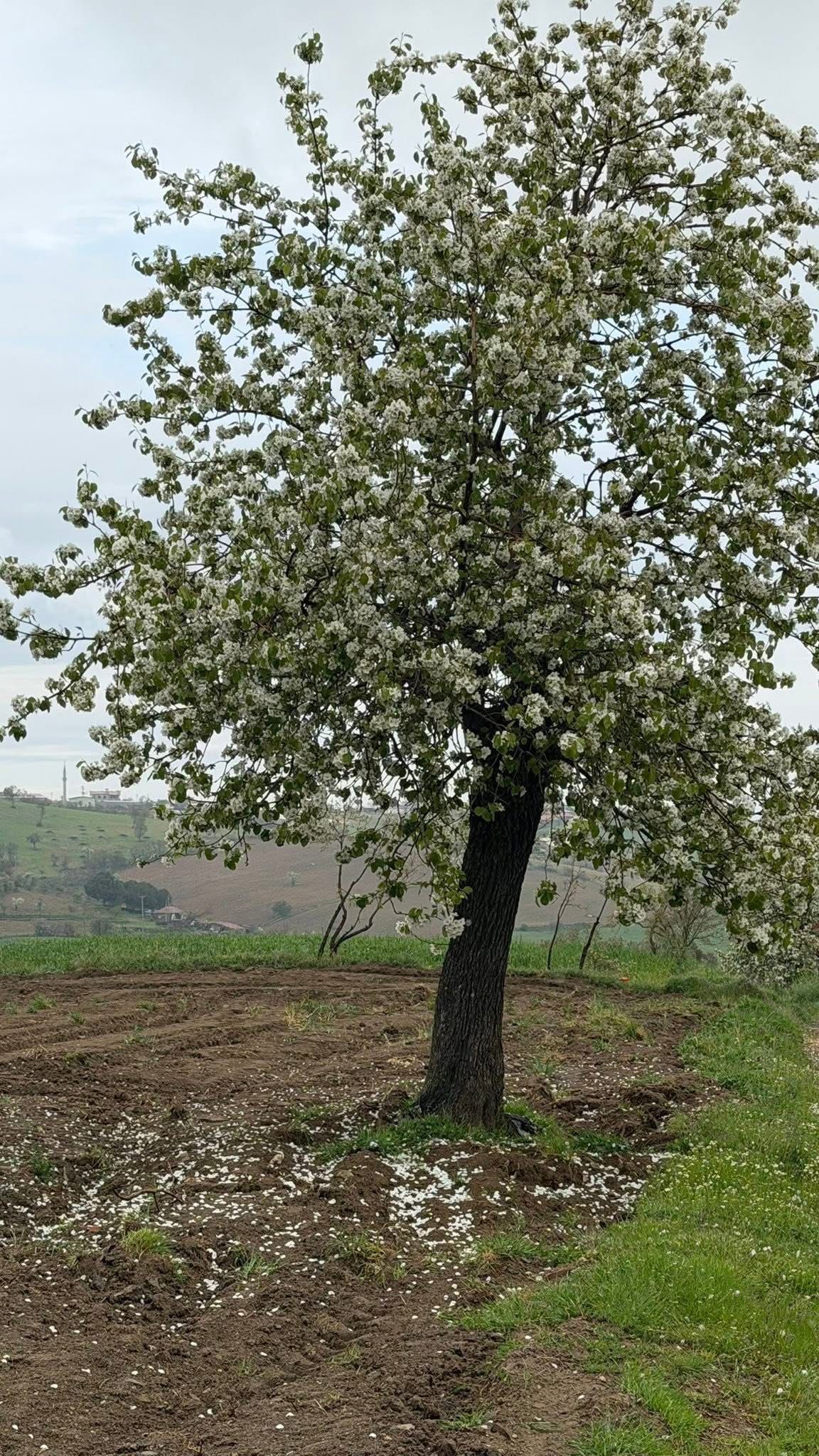 I M G 20260426 W A0011